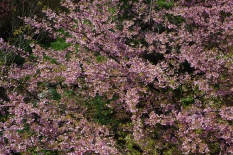 ただいま館内の河津桜満開です。画像