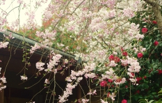 桜満開です。画像
